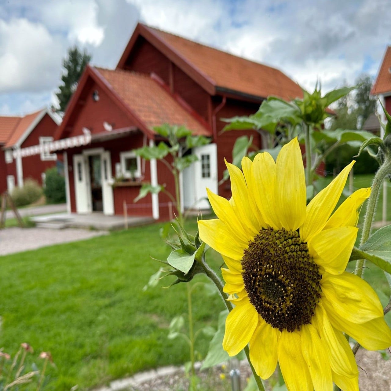 Nords Trädgård i Insjön, med restaurang, blommor, höns och gårdsbutik.