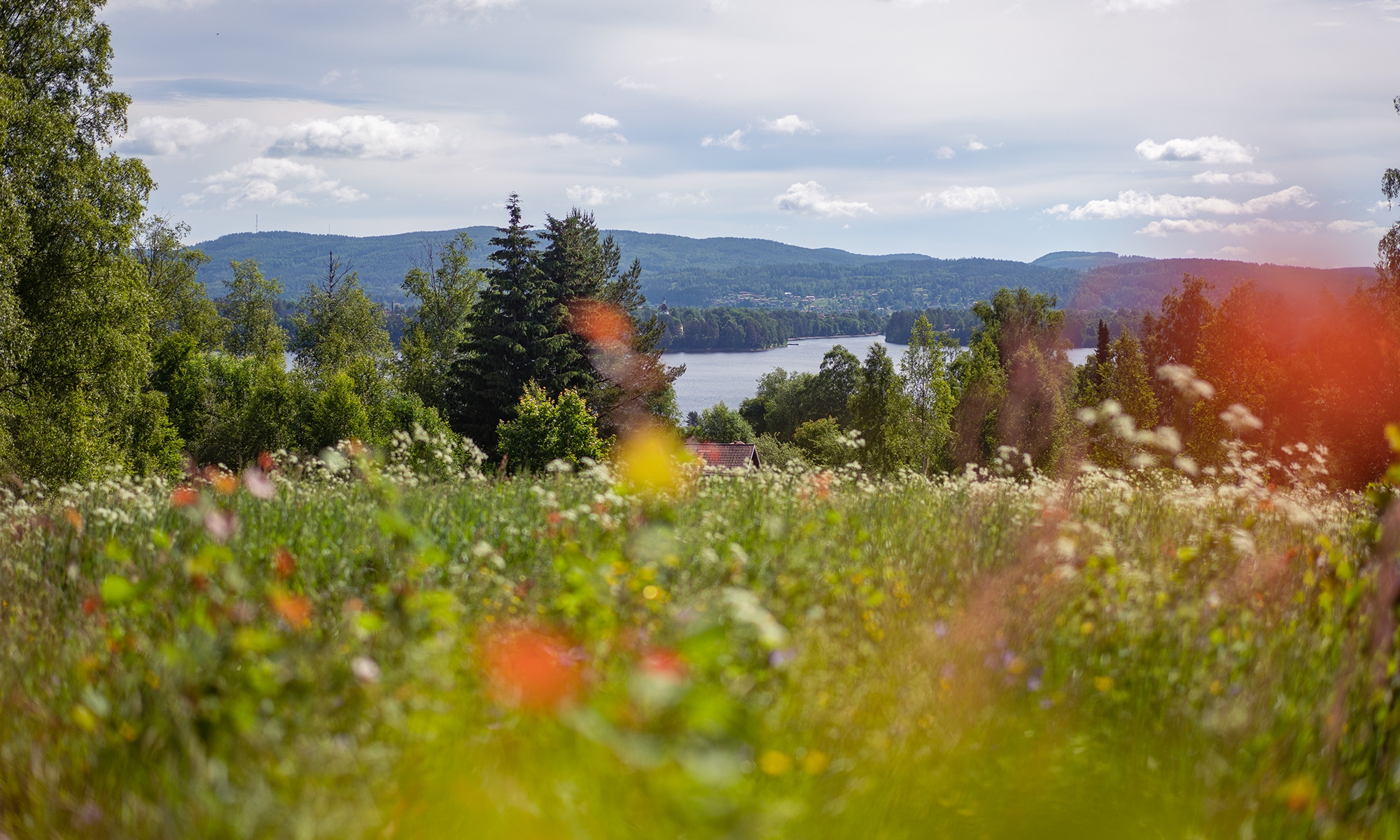 Flowers and Siljan