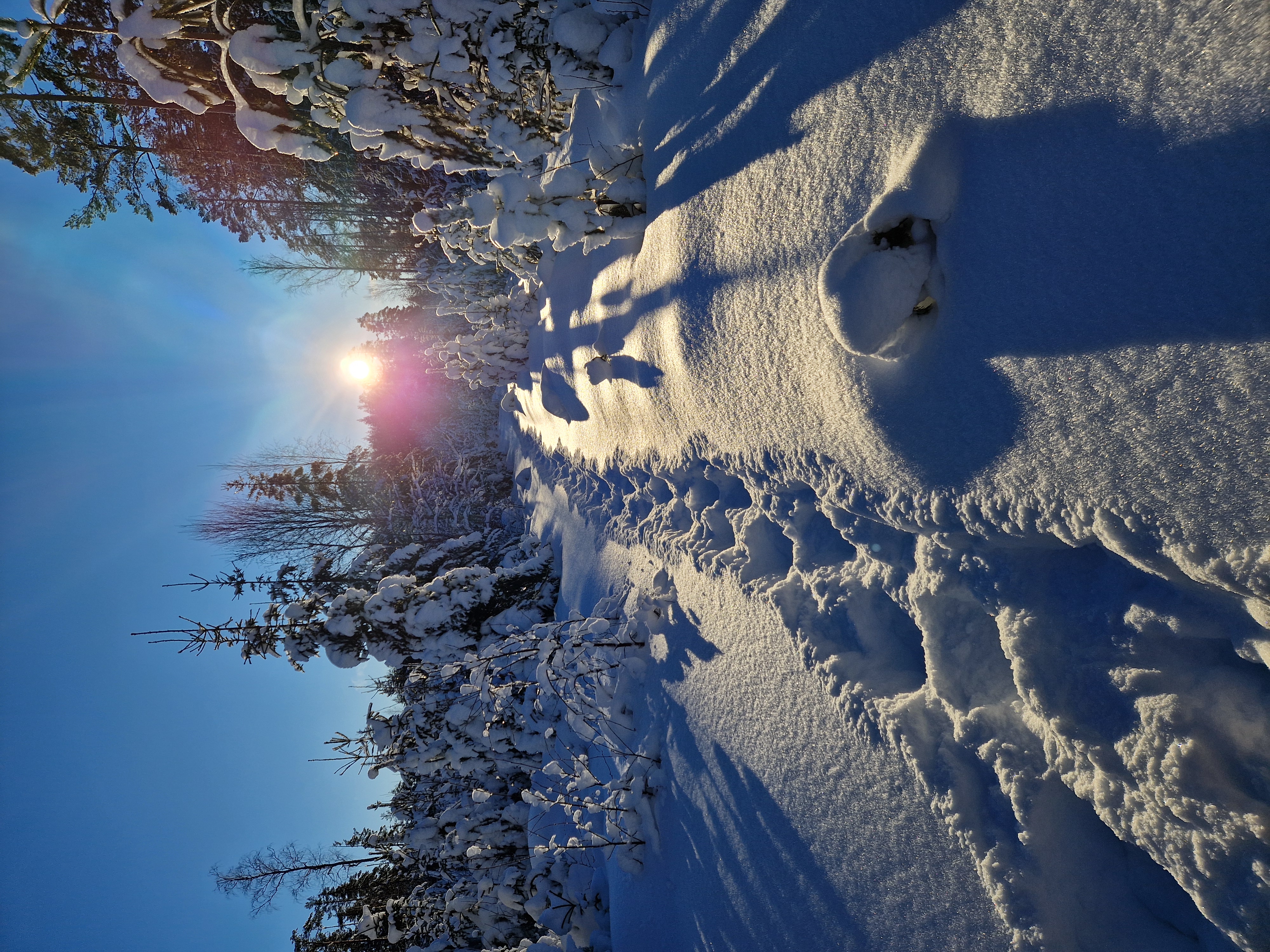 Vinterlandskap i motljus